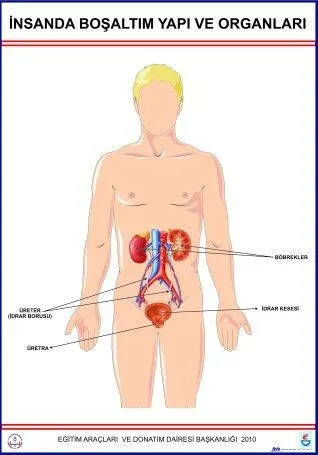 Boşaltım Sistemi Levhası İnsanda 2