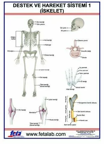 Destek ve Hareket Sistemi İskelet 1