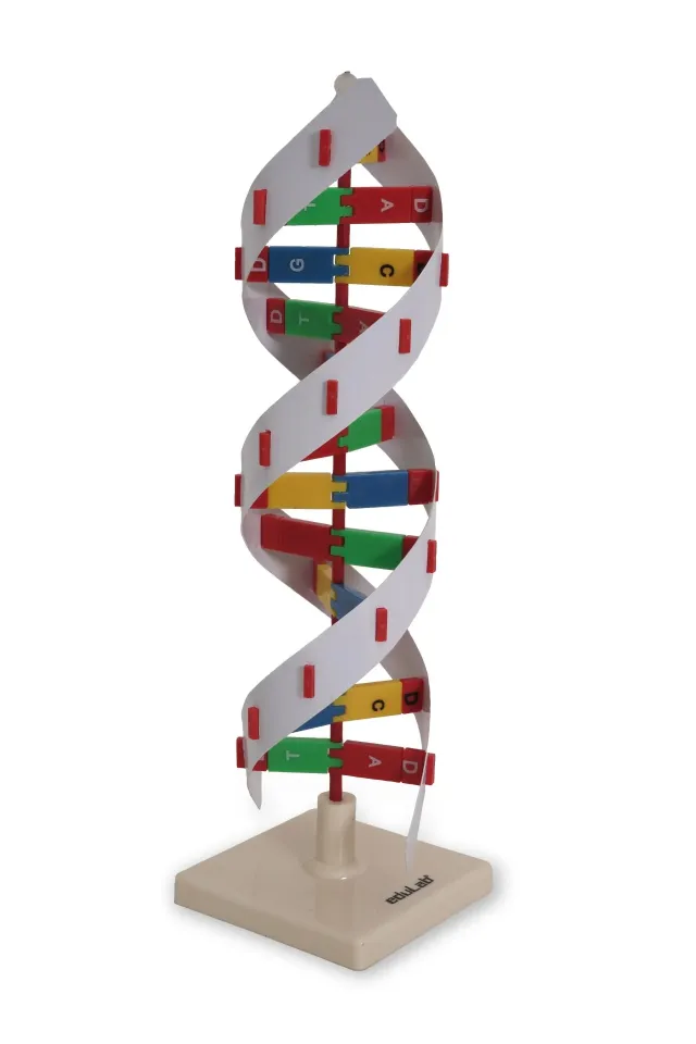 Dna Modeli