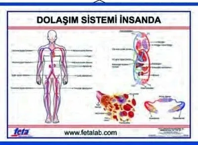 Dolaşım Sistemi Levhası ( İnsanda )