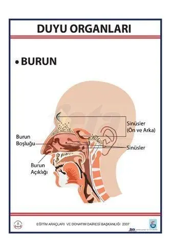 Duyu Organları Levhası Burun