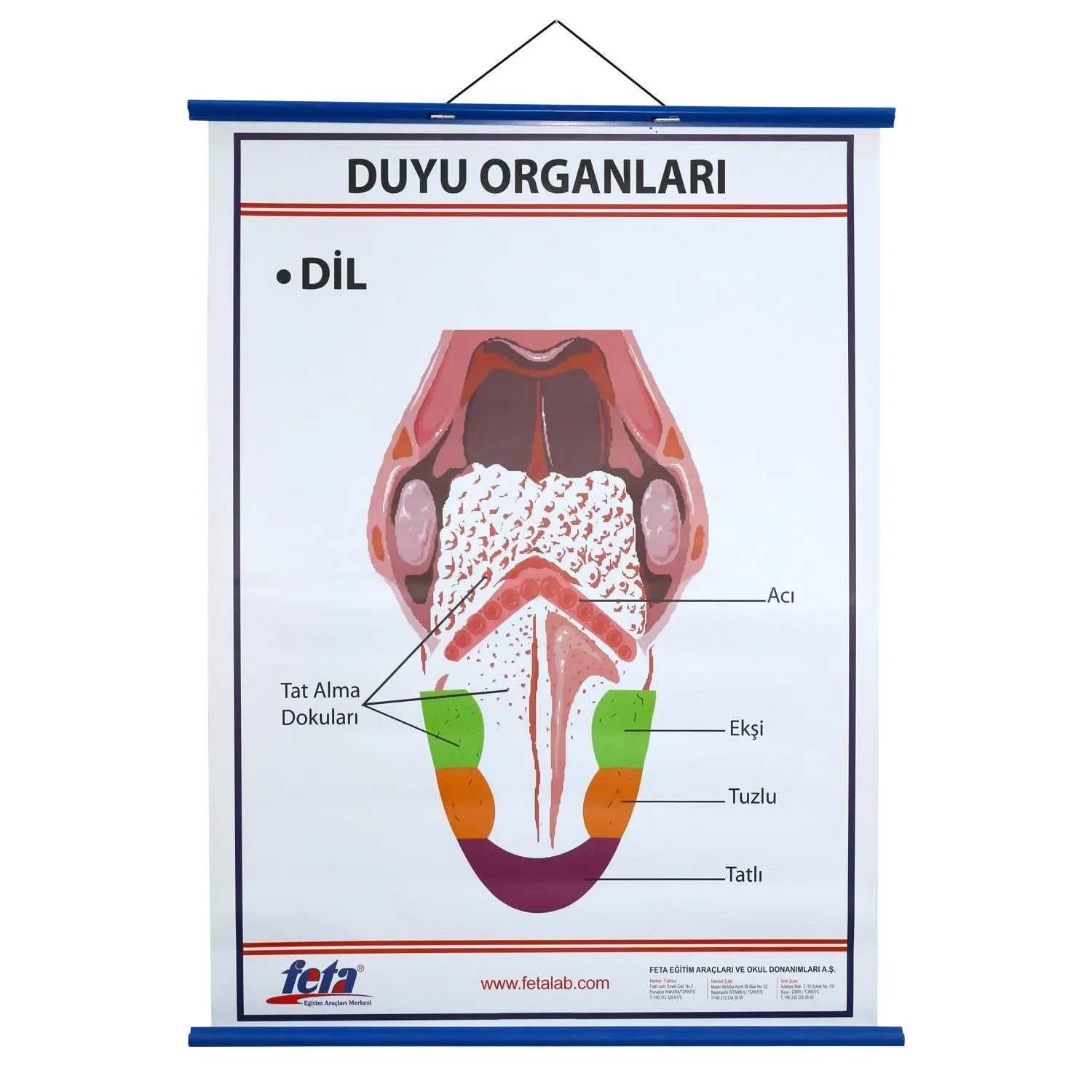 Duyu organları Levhası Dil