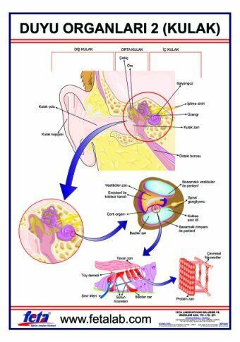 Duyu Organları Levhası Kulak
