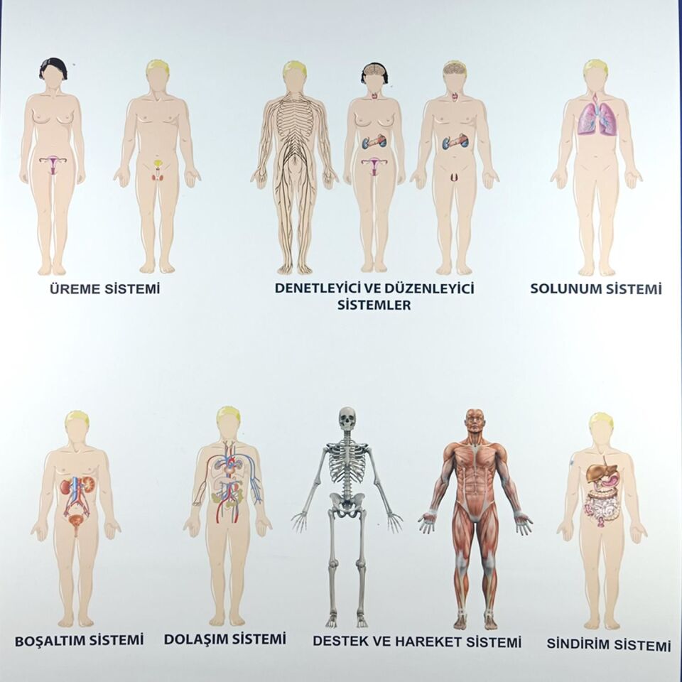 İnsanda Sistemler Levhası  (70X100)