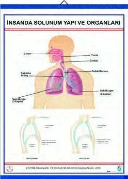 İNSANDA SOLUNUM VE YAPI ORGANLARI