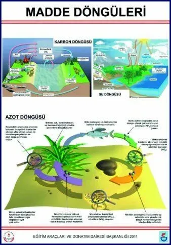 Madde Döngüleri Lev.(Karbon, Azot Ve Su Döngüleri-70X100 Cm)