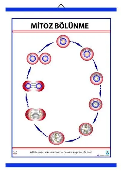 Mitoz Levhası (70X100 CM)