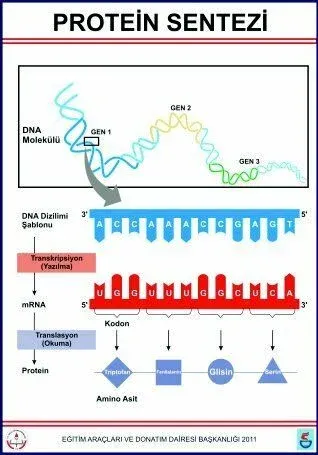 Protein Sentezi Levhası  (70X100 CM)