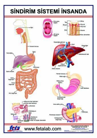 Sindirim Sistemi Levhası ( İnsanda )