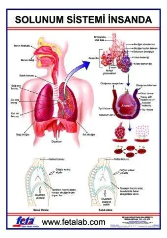 Solunum Sistemi Levhası ( İnsanda )