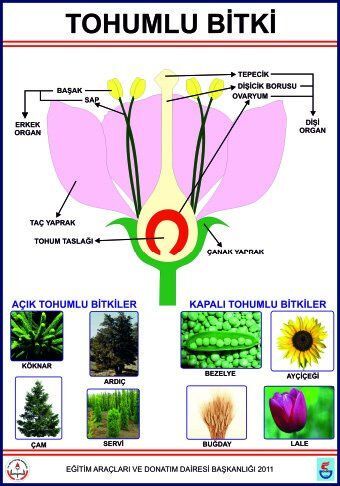 Tohumlu Bitkiler Levhası